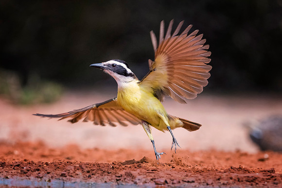 Great Kiskadee
