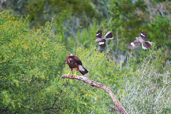 Harris Hawk