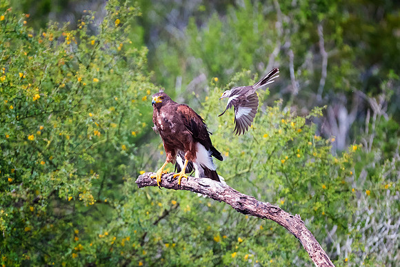 Harris Hawk