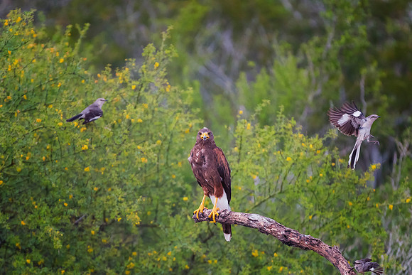 Harris Hawk