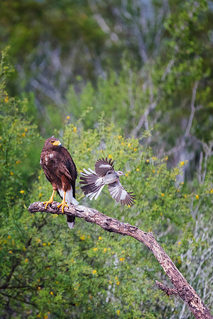 Harris Hawk