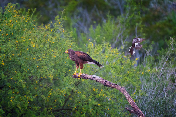 Harris Hawk