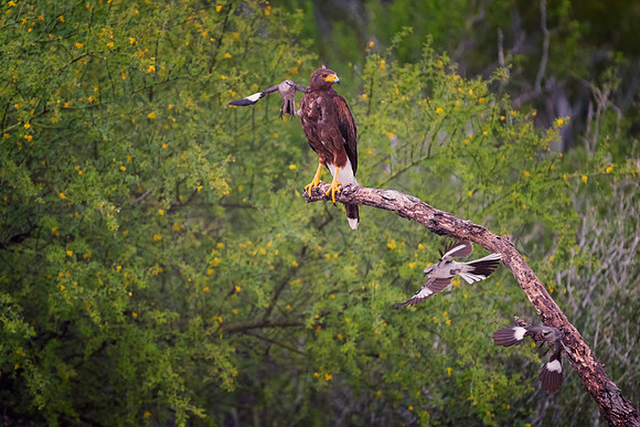 Harris Hawk