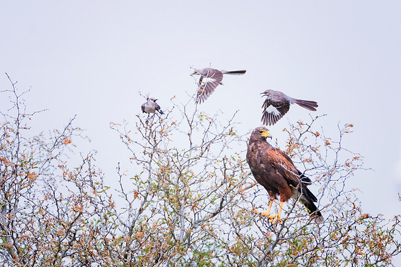 Harris Hawk