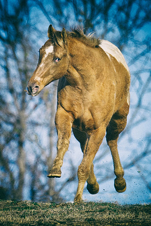appaloosa, Bertazzoni, Indians, Nikon, Texas, apha, boys, bridles, burro, colors, "cow boys", donkey, "far west", halter, harness, herd, hoofs, horse, mustang, pack, paint, pioneers, portrait, "powerf