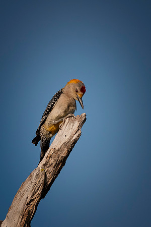 Golden Fronted Woodpecker