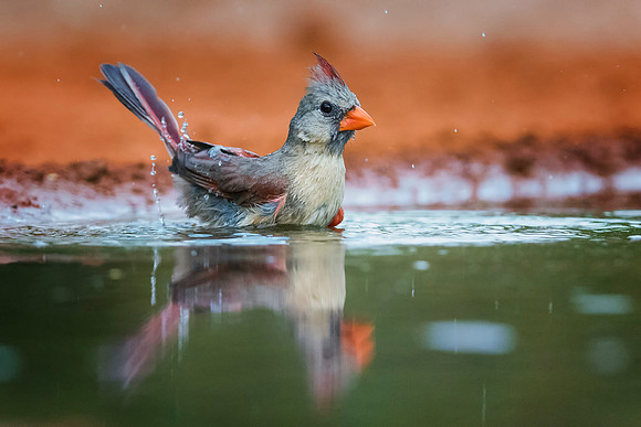 Northern Cardinal (Female)