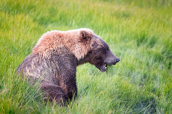 Brown Bear - Alaska