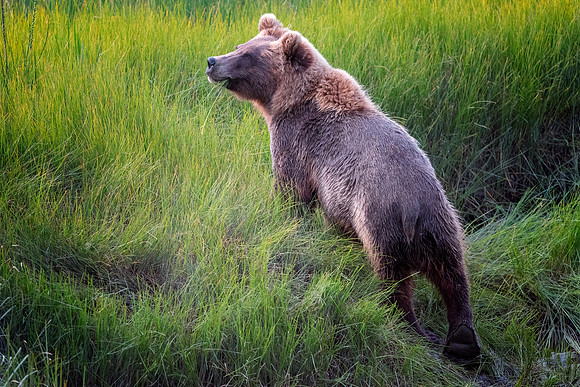 Brown Bear - Alaska
