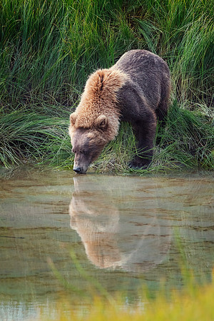 Brown Bear - Alaska