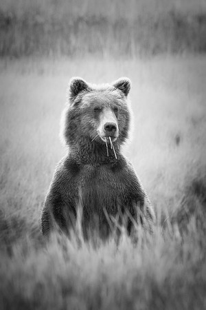 Brown Bear - Alaska