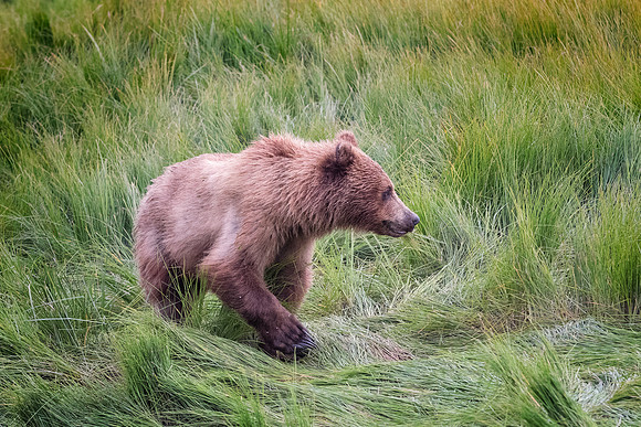 Brown Bear - Alaska