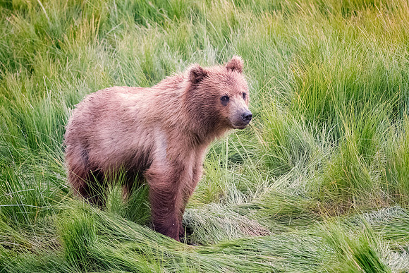 Brown Bear - Alaska