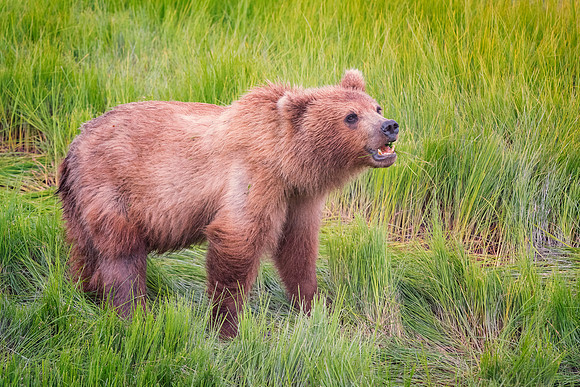 Brown Bear - Alaska