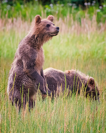 Brown Bear - Alaska