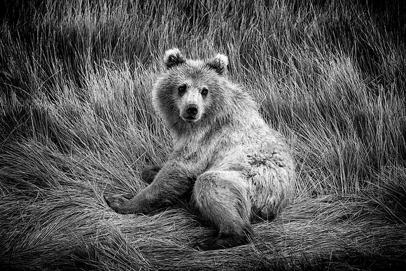 Brown Bear - Alaska