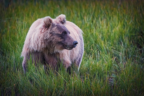 Brown Bear - Alaska