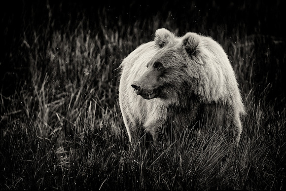 Brown Bear - Alaska