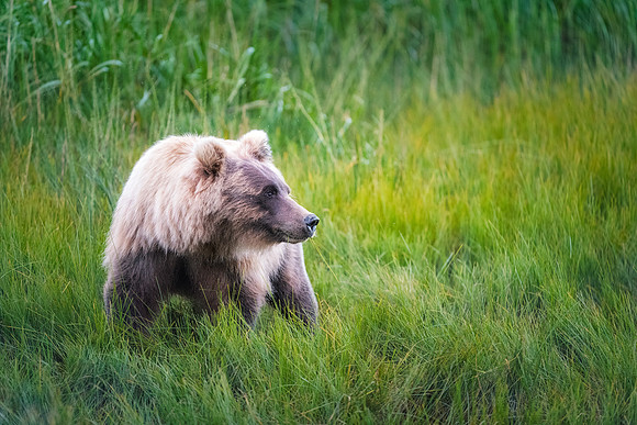 Brown Bear - Alaska
