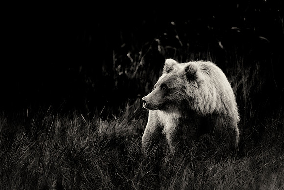 Brown Bear - Alaska