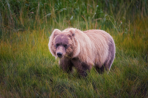 Brown Bear - Alaska