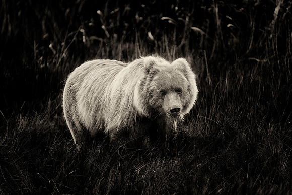Brown Bear - Alaska