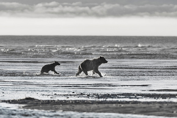 Brown Bear - Alaska