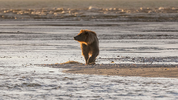 Brown Bear - Alaska