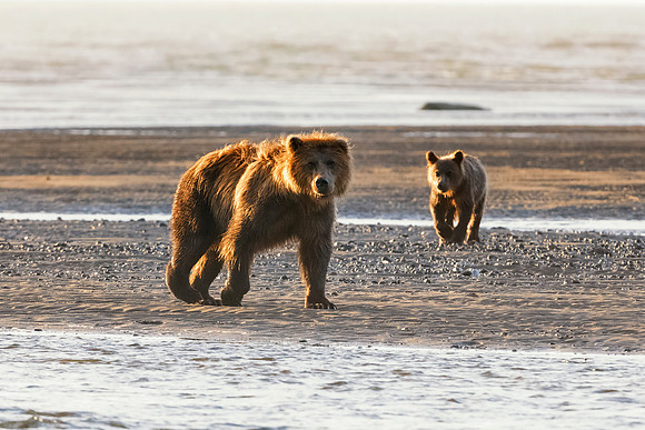 Brown Bear - Alaska