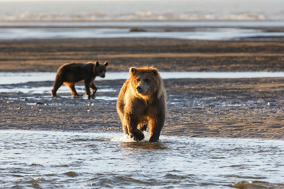 Brown Bear - Alaska