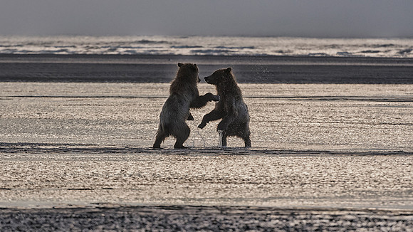 Brown Bear - Alaska