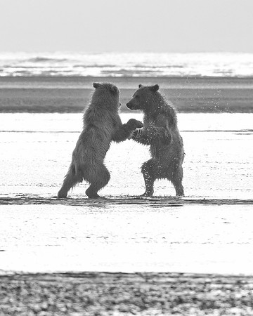 Brown Bear - Alaska