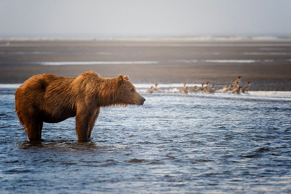 Brown Bear - Alaska
