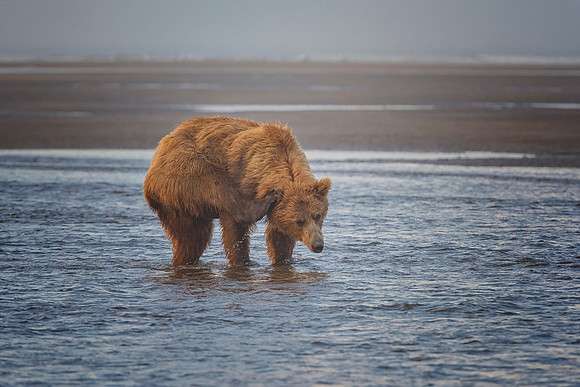 Brown Bear - Alaska