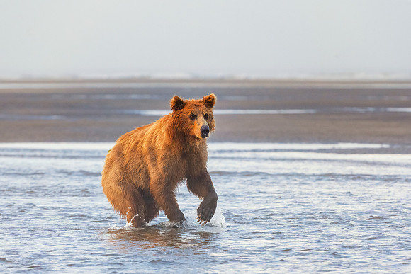 Brown Bear - Alaska