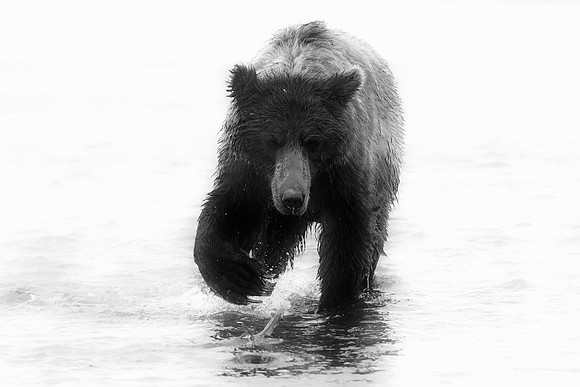 Brown Bear - Alaska