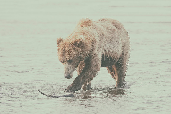 Brown Bear - Alaska