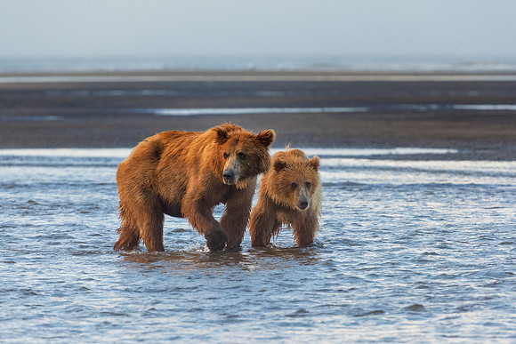 Brown Bear - Alaska