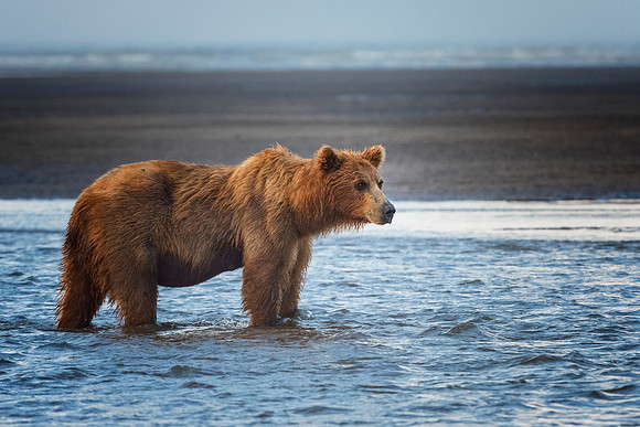 Brown Bear - Alaska