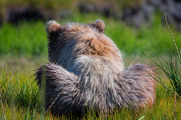 Brown Bear - Alaska