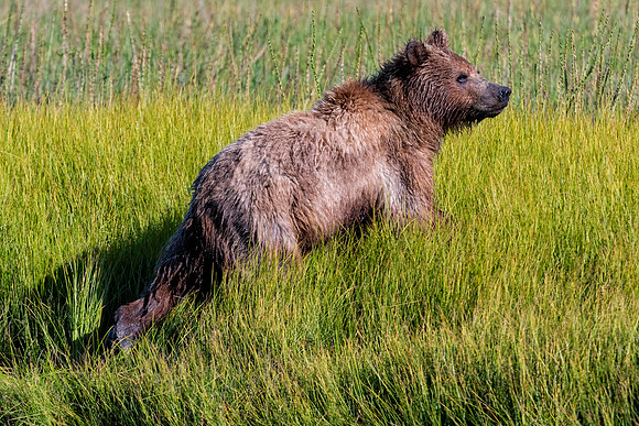 Brown Bear - Alaska