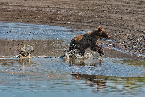 Brown Bear - Alaska