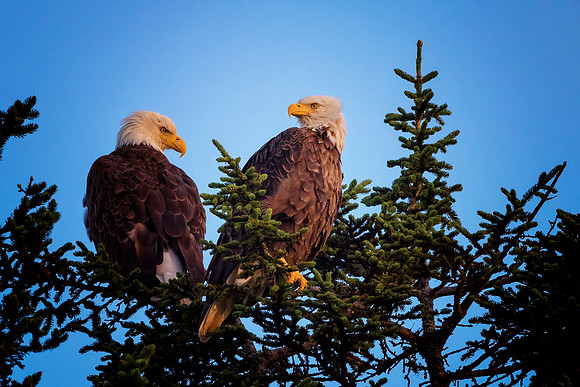 Bald Eagles - Alaska