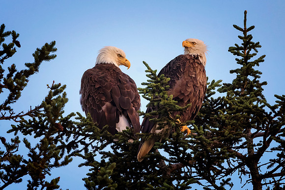 Bald Eagles - Alaska
