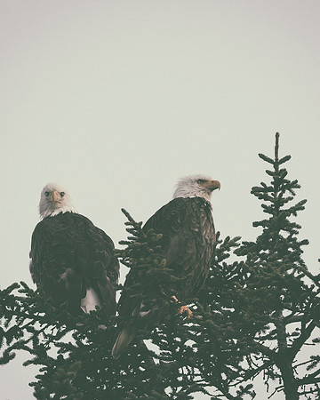 Bald Eagles - Alaska