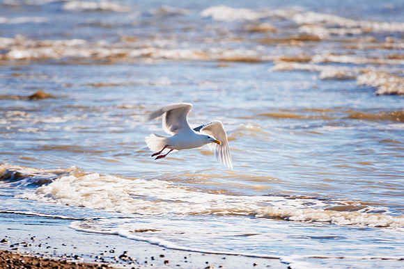 Herring Gull - Alaska