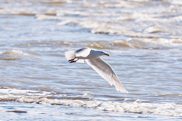 Herring Gull - Alaska