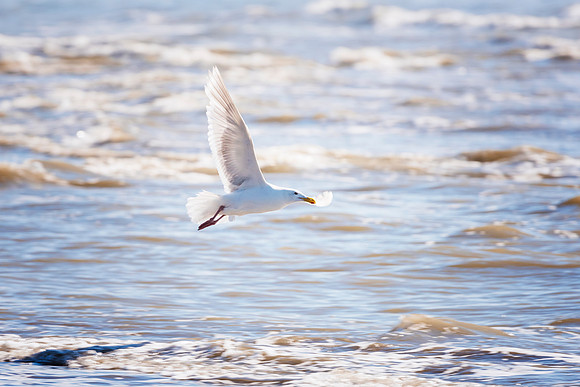 Herring Gull - Alaska