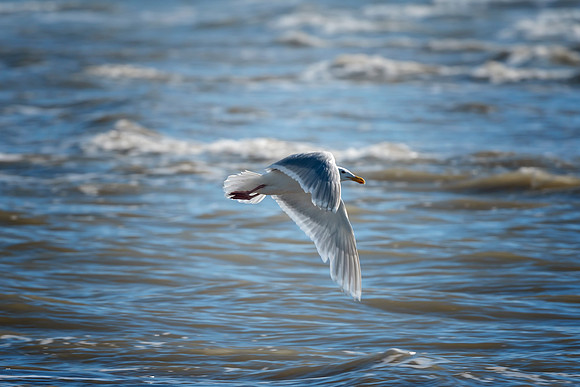 Herring Gull - Alaska