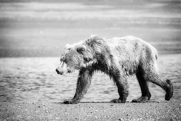 Brown Bear - Alaska